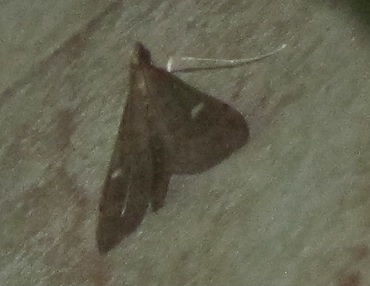 Dolicharthria punctalis - Crambidae